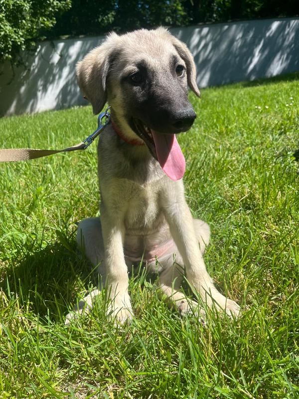 PEPITA BELLISSIMA CUCCIOLA Foto 4